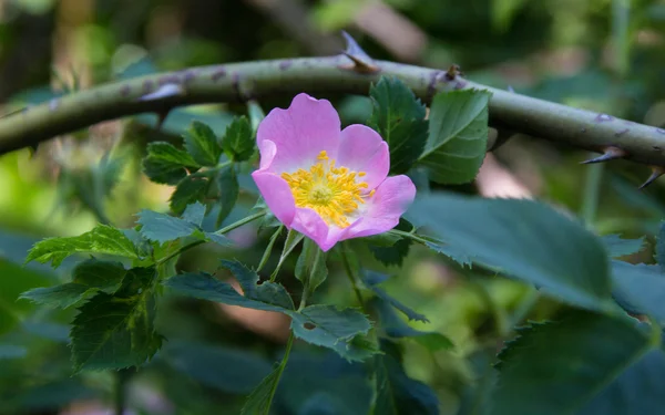 White Wild rose flower aka Rosa acicularis