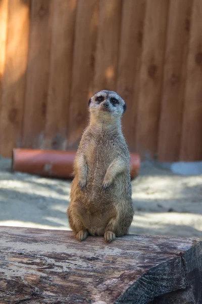 Meerkat sits top a hill — Stock Photo, Image