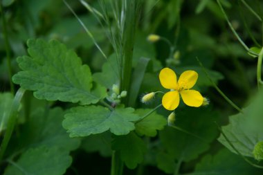 sabah erken çiçek kırlangıçotu sarı.