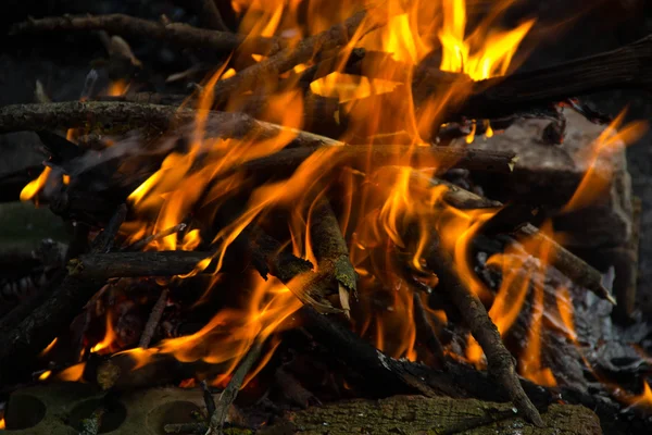 Bonfire in the forest. — Stock Photo, Image