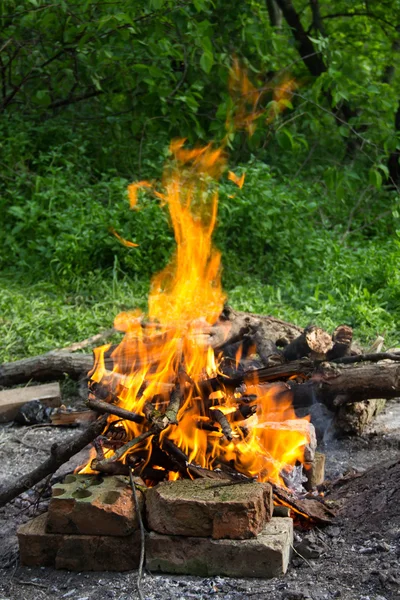 Bonfire in the forest. — Stock Photo, Image