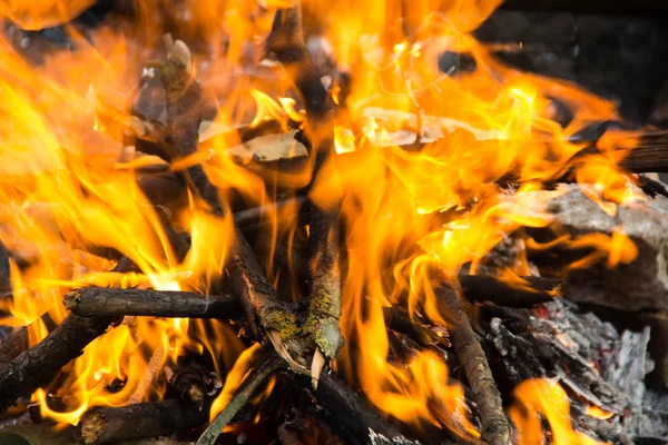 Ormanda şenlik ateşi.