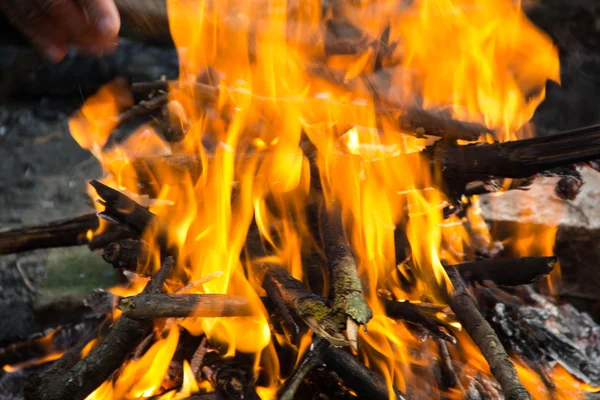 Bonfire in the forest. — Stock Photo, Image