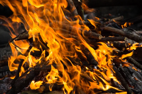 Bonfire in the forest. — Stock Photo, Image