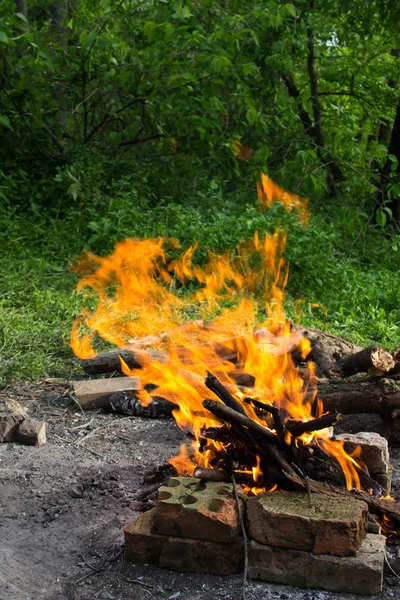 Bonfire in the forest. — Stock Photo, Image