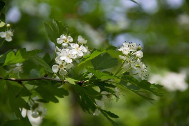 Yeşil yaprakları ile bahar zamanında kiraz çiçekleri çiçek