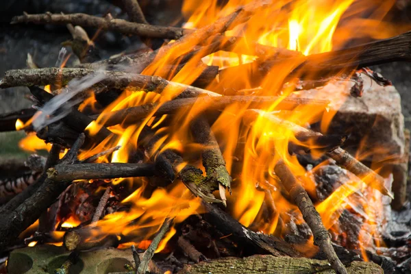 Bonfire in the forest. — Stock Photo, Image