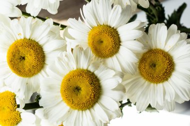 ışık papatya arka plan