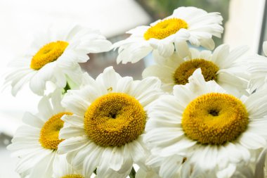 ışık papatya arka plan