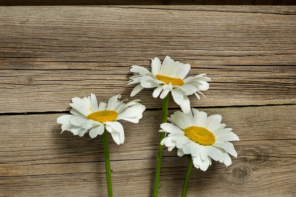 Chamomile flowers on a wooden — Stock Photo, Image