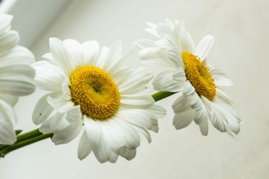 ışık papatya arka plan