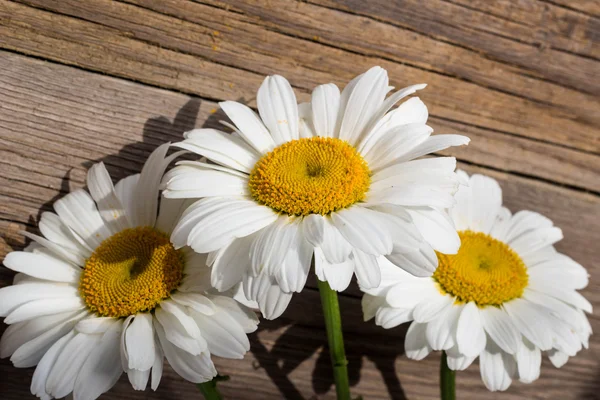 Flores de manzanilla sobre una madera — Foto de Stock