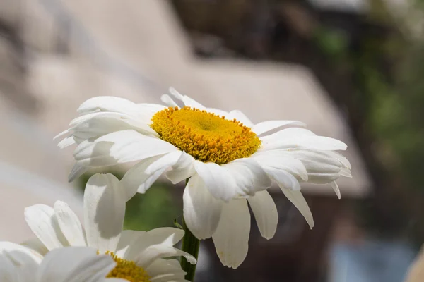 Light chamomile background — Stock Photo, Image