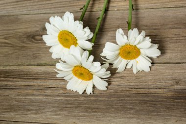 Papatya çiçeği bir tahta üzerinde