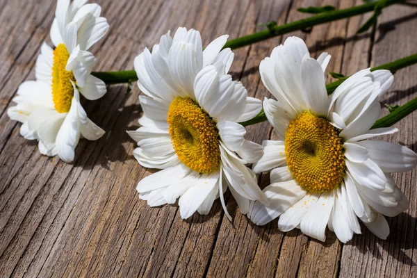 Papatya çiçeği bir tahta üzerinde — Stok fotoğraf