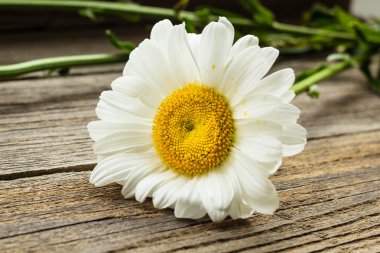 Papatya çiçeği bir tahta üzerinde