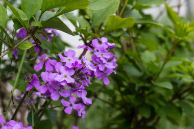 Phlox çiçek portre