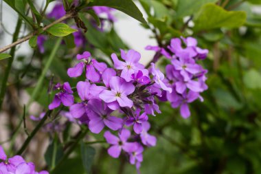 Phlox çiçek portre