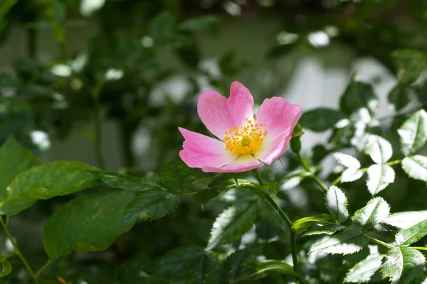 Flor rosa salvaje —  Fotos de Stock
