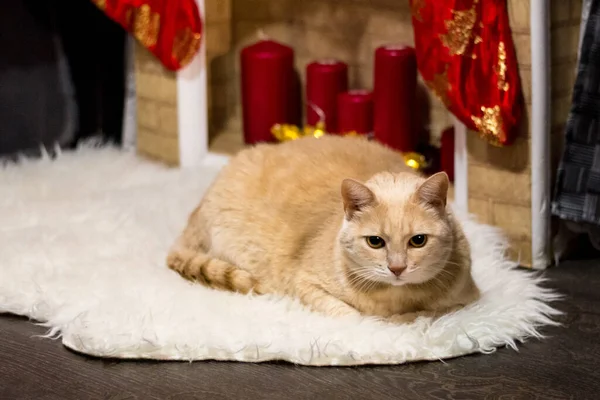 Kucing Merah Tergeletak Karpet Putih Dekat Perapian Yang Dihias Untuk — Stok Foto