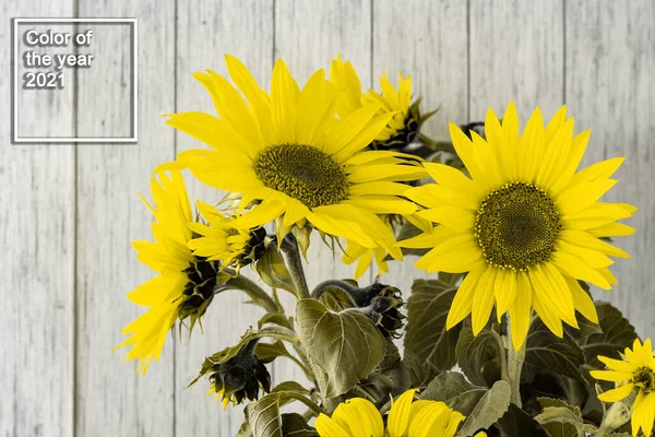 A bunch of sunflowers in a black vase on a rustic white wooden table with copy space. Color of the year 2021