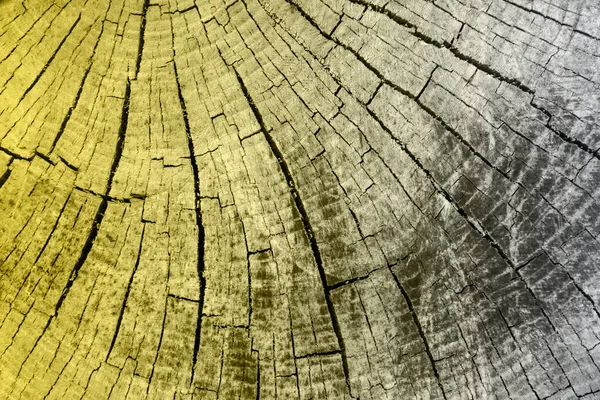 切った木の幹 クローズアップの木のテクスチャ 2021年の色 — ストック写真
