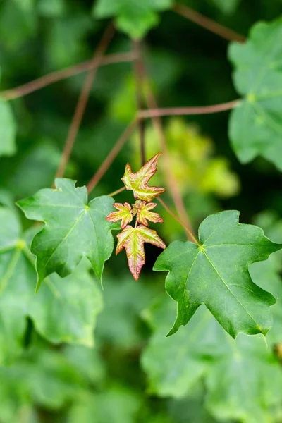 Tiro Árvore Bordo Com Folhas Jovens Primavera Fundo Verde — Fotografia de Stock