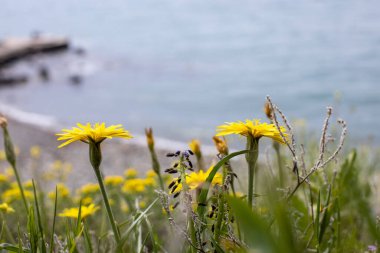 Sonbaharın sarı çiçeği İlkbahar zamanı yeşil çimlerde Kulbaba. Denizin arka planında