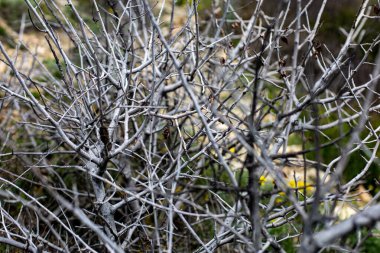 İlkbaharda kurumuş dikenli çalıların dallarının arasından tepelerin manzarası