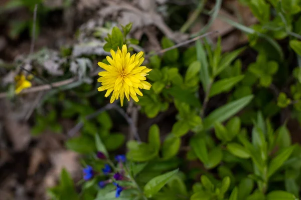 Yellow Flower Autumn Kulbaba Green Grass Spring Time — Stock Photo, Image