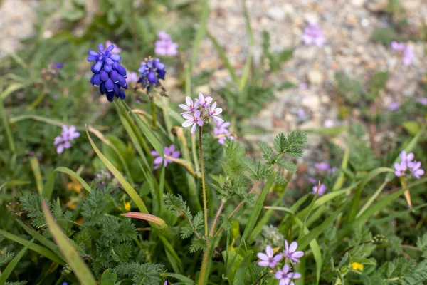 Blå Muscari Blommor Grönt Gräs Våren Tid — Stockfoto