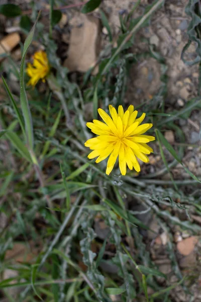 Gul Blomma Hösten Kulbaba Grönt Gräs Vår Tid — Stockfoto