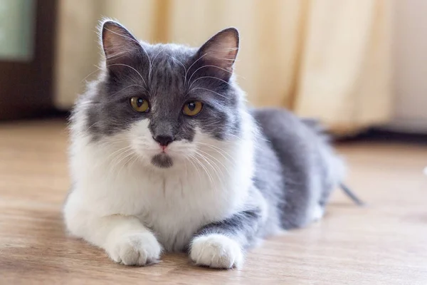 Kucing Berbulu Abu Abu Dan Putih Tergeletak Lantai Dan Melihat — Stok Foto