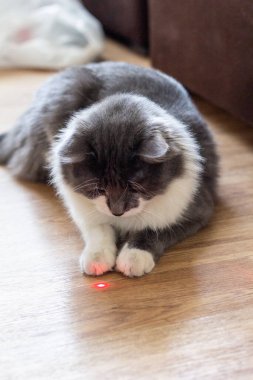 Gri beyaz tüylü kedi odada lazer işaretçiyle oynuyor.