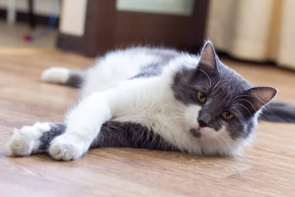 Kucing Berbulu Abu Abu Dan Putih Tergeletak Lantai Dan Melihat — Stok Foto