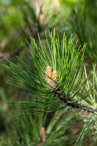 Hosszú Zöld Tűk Fenyőfából Zöld Kertben Természet Közelről — Stock Fotó