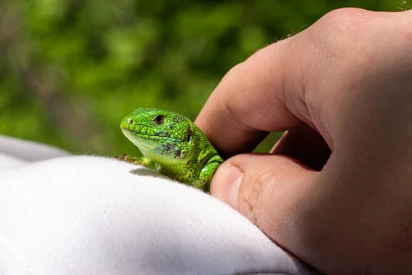 Eine Grüne Eidechse Auf Einem Weißen Shirt Natur — Stockfoto