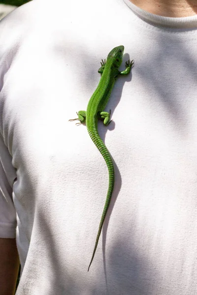 户外白色T恤上的一只绿色蜥蜴 — 图库照片