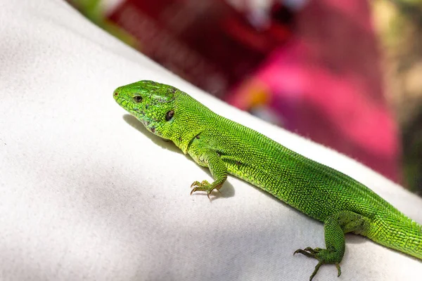 Eine Grüne Eidechse Auf Einem Weißen Shirt Natur — Stockfoto