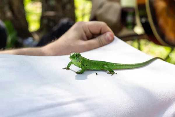 Eine Grüne Eidechse Auf Einem Weißen Shirt Natur — Stockfoto