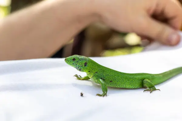 Eine Grüne Eidechse Auf Einem Weißen Shirt Natur — Stockfoto