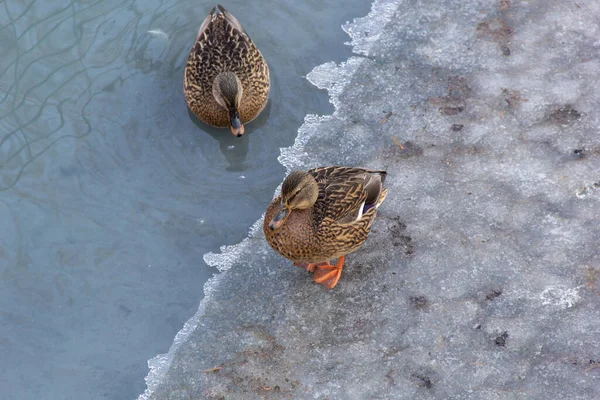 Dois Patos Mallard Selvagens Lago Gelado Inverno — Fotografia de Stock