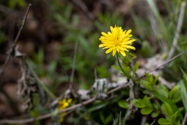 Sonbaharın sarı çiçeği İlkbahar zamanı yeşil çimlerde Kulbaba