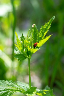 Uğur böceği güneşli bir yaz gününde yeşil bir yaprağa oturur.