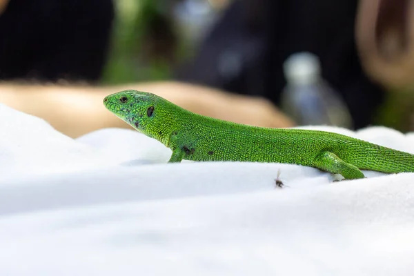 Eine Grüne Eidechse Auf Einem Weißen Shirt Natur — Stockfoto