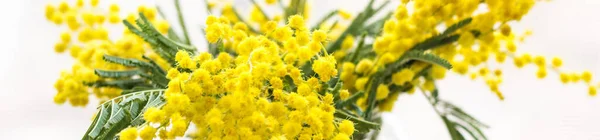 banner of Beautiful yellow mimosa flower blossom in glass vase in spring time on light background