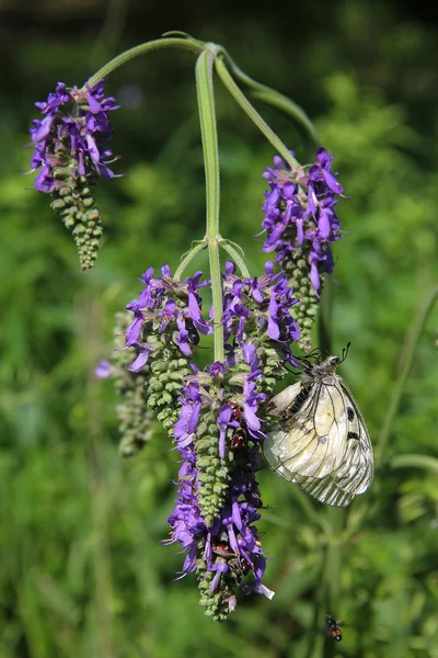 Метелик на фіолетових квітах — стокове фото