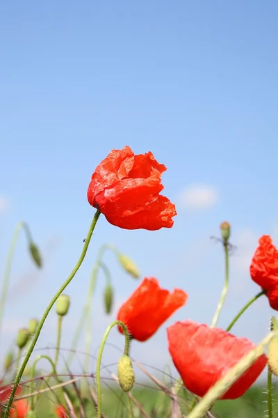 Amapolas — Foto de Stock