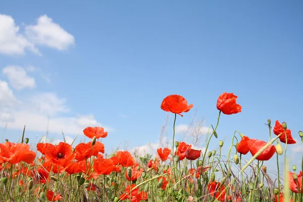 Campo de amapolas — Stockfoto