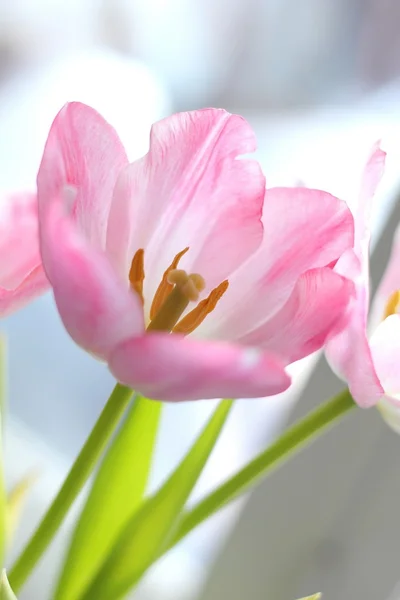 Rosa Tulpe — Stockfoto